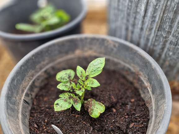 Alternative text should describe the visual content of the image.