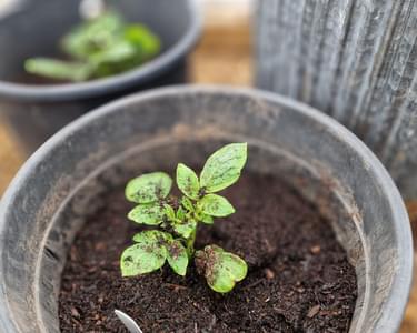 Alternative text should describe the visual content of the image.