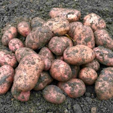 Earthed up Sarpo Mira Potatoes in soil