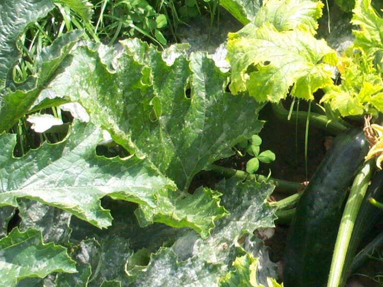 Powdery mildew on courgette plant