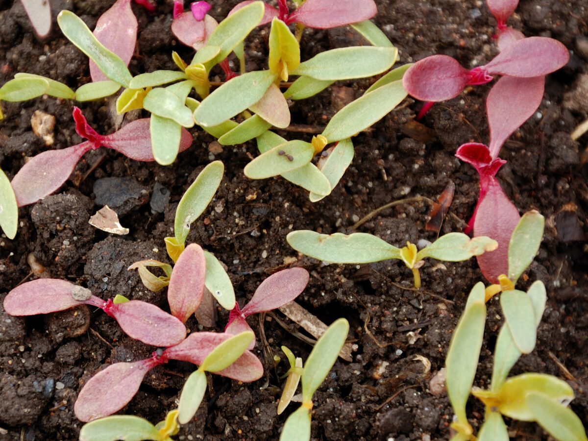 Calalloo seedsing for growing project