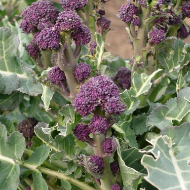 Alternative text should describe the visual content of the image.