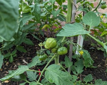 Alternative text should describe the visual content of the image.