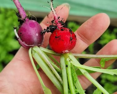 Alternative text should describe the visual content of the image.