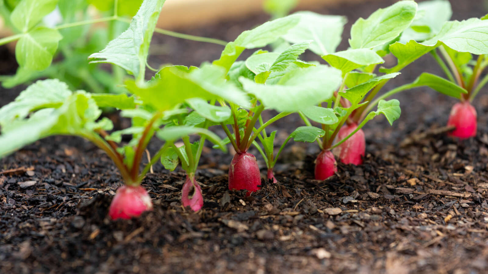 Alternative text should describe the visual content of the image.