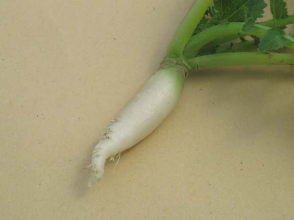 Root of white radish variety Tientsin Green