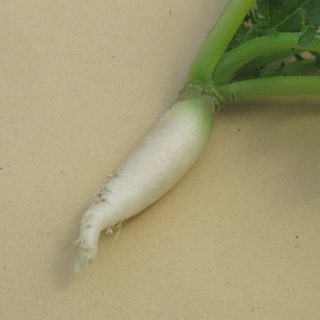 Root of white radish variety Tientsin Green