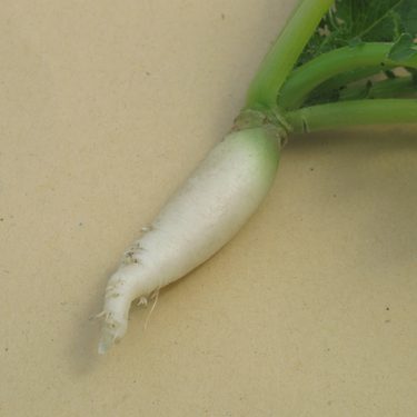 Root of white radish variety Tientsin Green