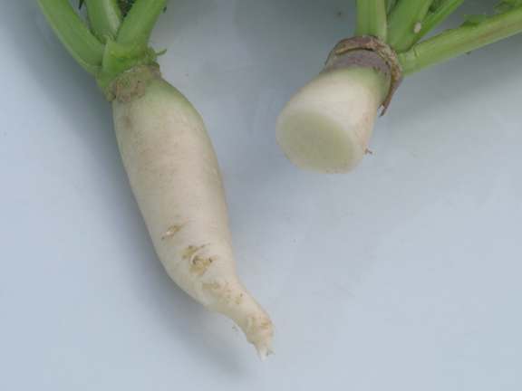 Root of white radish variety Tientsin Green