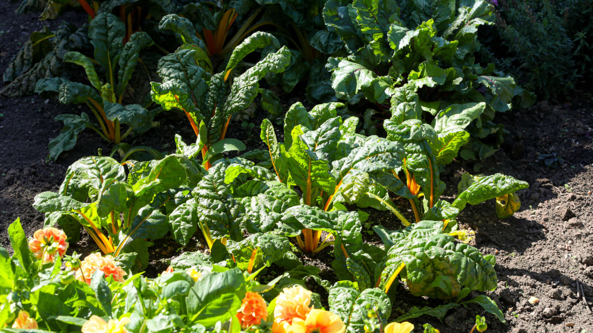 Rainbow chard with flower boarder