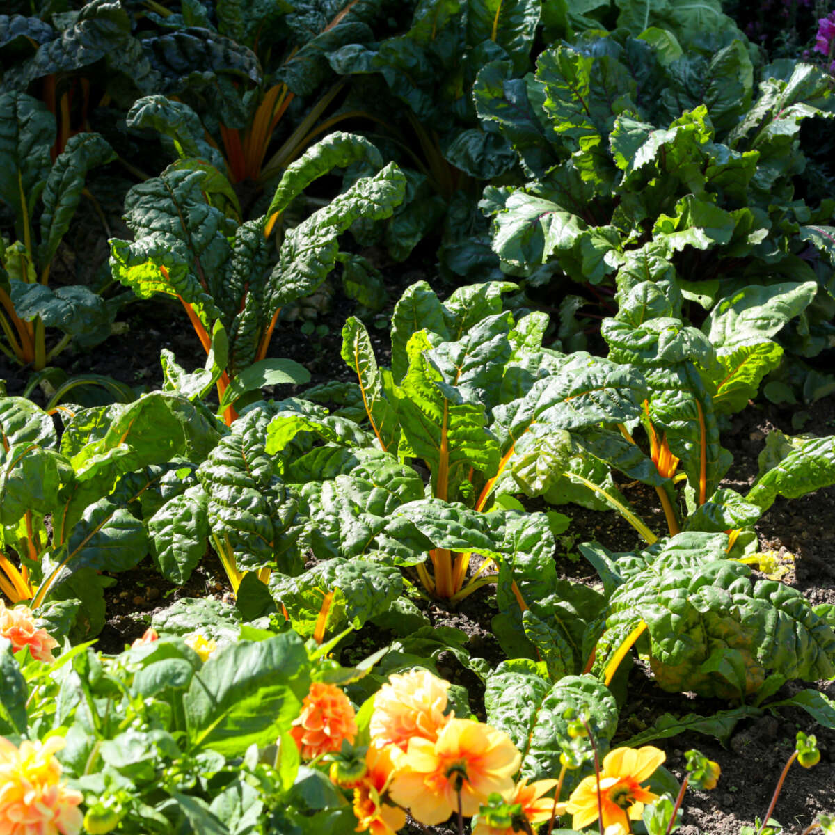 Rainbow chard with flower boarder