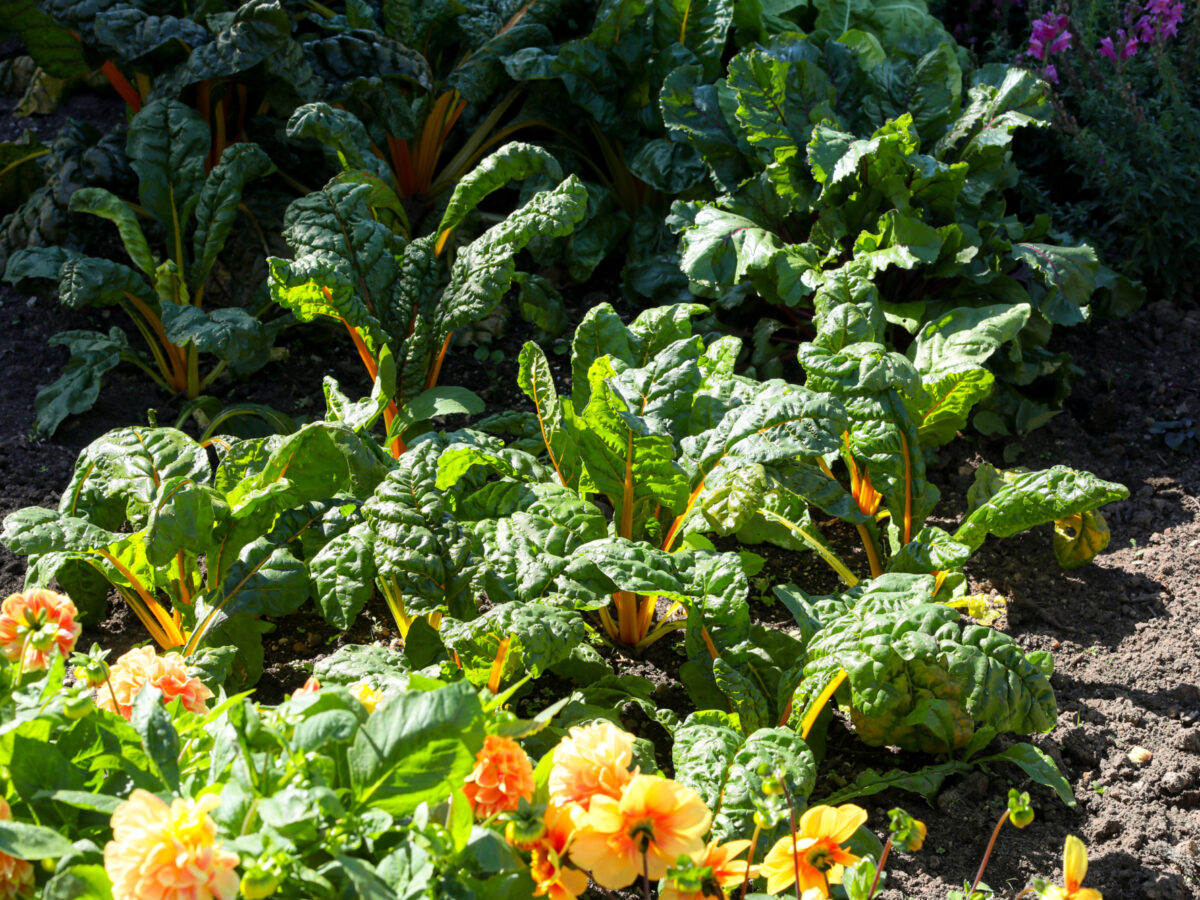 Rainbow chard with flower boarder
