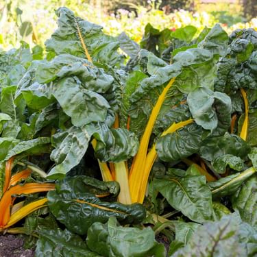 Alternative text should describe the visual content of the image.