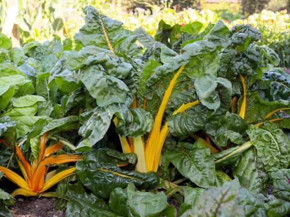 Alternative text should describe the visual content of the image.