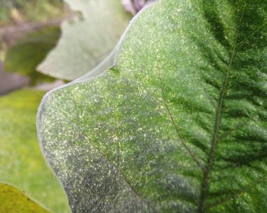 Alternative text should describe the visual content of the image.