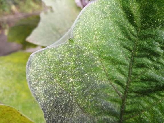 Alternative text should describe the visual content of the image.