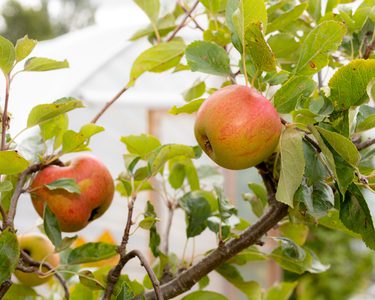Apple tree branches with apples on them