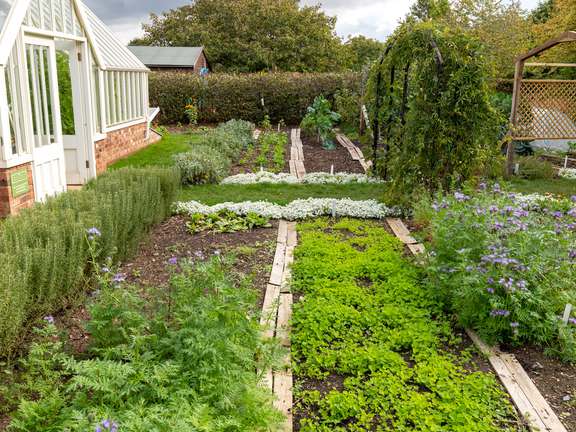 Garden Beds with green manures planted in them