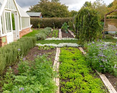 Garden Beds with green manures planted in them