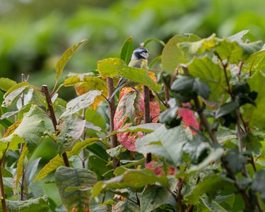 Alternative text should describe the visual content of the image.