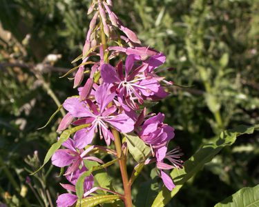 Rosebay willowherb in flower