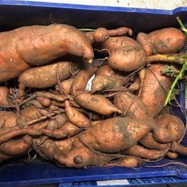 Alternative text should describe the visual content of the image.