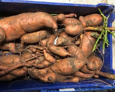 Alternative text should describe the visual content of the image.