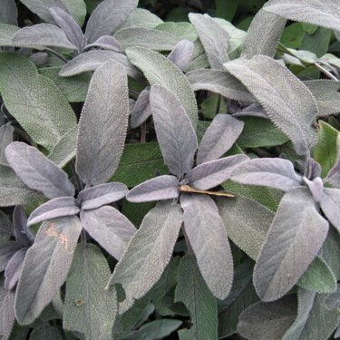 Alternative text should describe the visual content of the image.