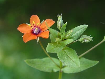 Scarlet pimpernel in flower