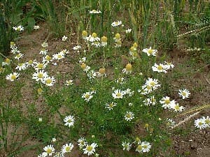 Scented mayweed growing the UK
