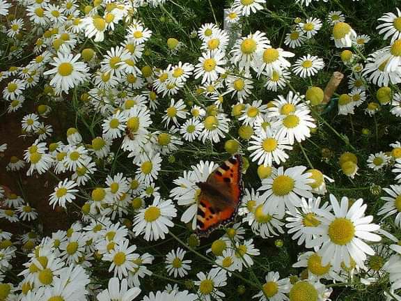 Scentless mayweed in flower with butterfly