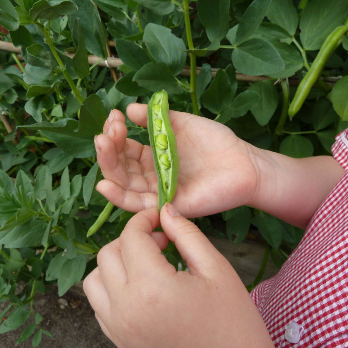 schoolchild holding a pod of peas.