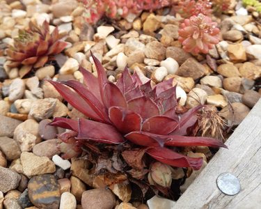 Alternative text should describe the visual content of the image.