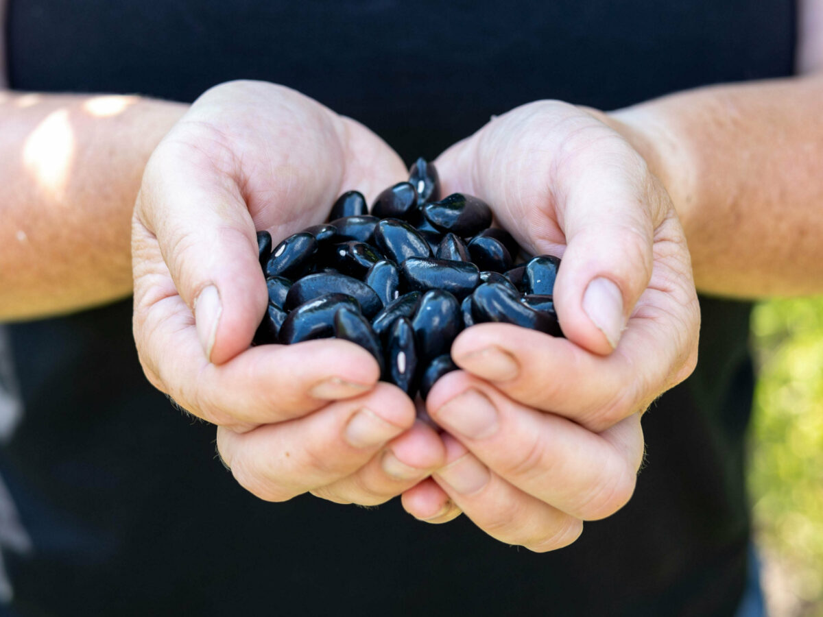 Seed saving at heritage seed library