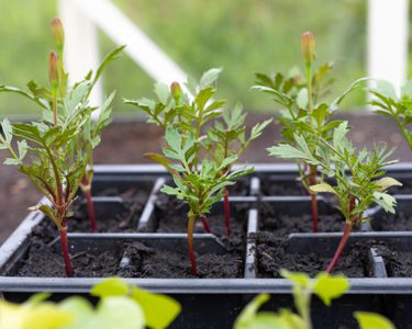 Alternative text should describe the visual content of the image.