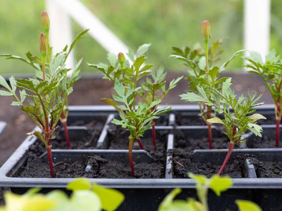 Alternative text should describe the visual content of the image.