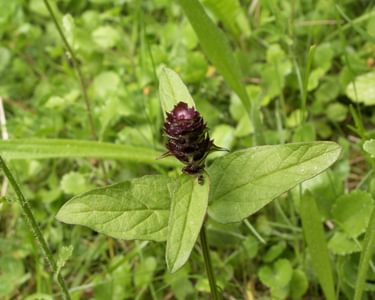 Selfheal plant in flower