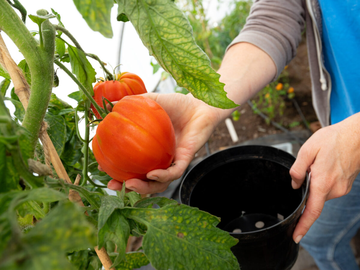 Tomatoes growing in the green house