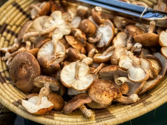 Alternative text should describe the visual content of the image.