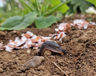 Alternative text should describe the visual content of the image.