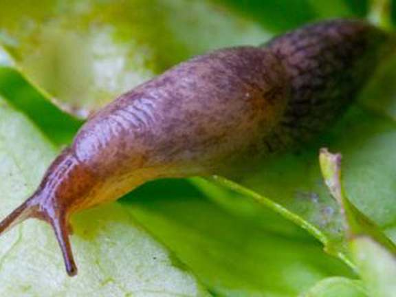 Slug on leaf