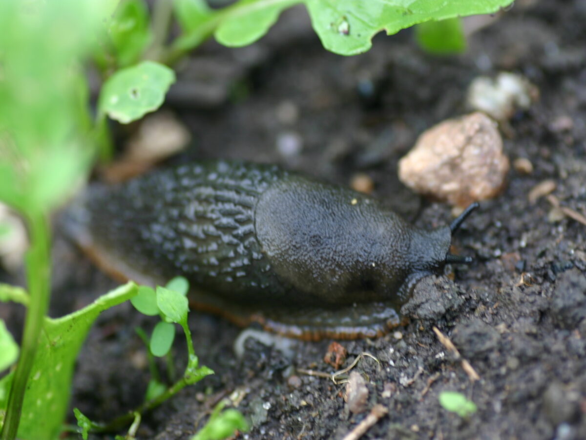 A slug in soil surrounded by leaves