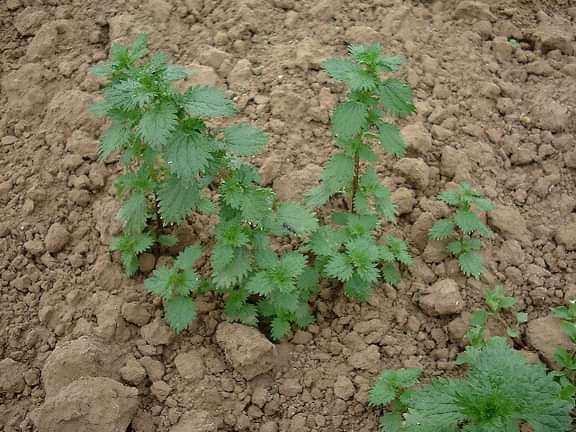 The weed Small nettle growing in the UK