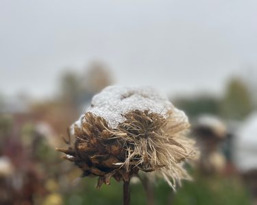 Alternative text should describe the visual content of the image.