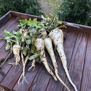 Harvested Parsnips laid out on a potting bench