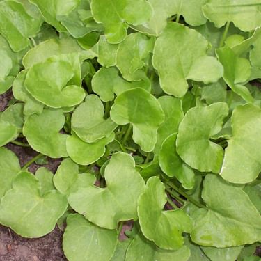 Alternative text should describe the visual content of the image.