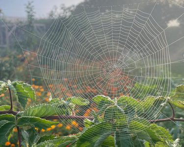 Alternative text should describe the visual content of the image.