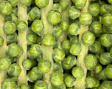 Alternative text should describe the visual content of the image.