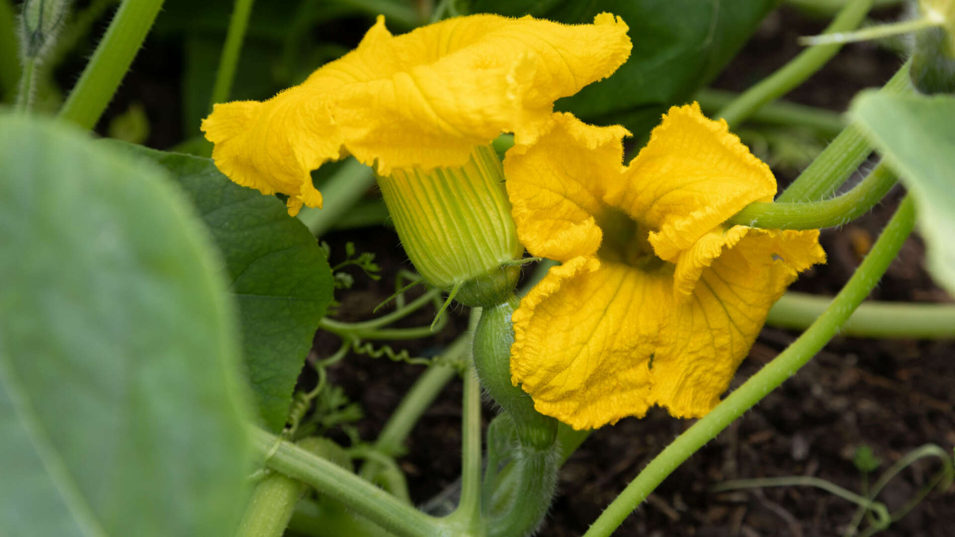 A squash flower