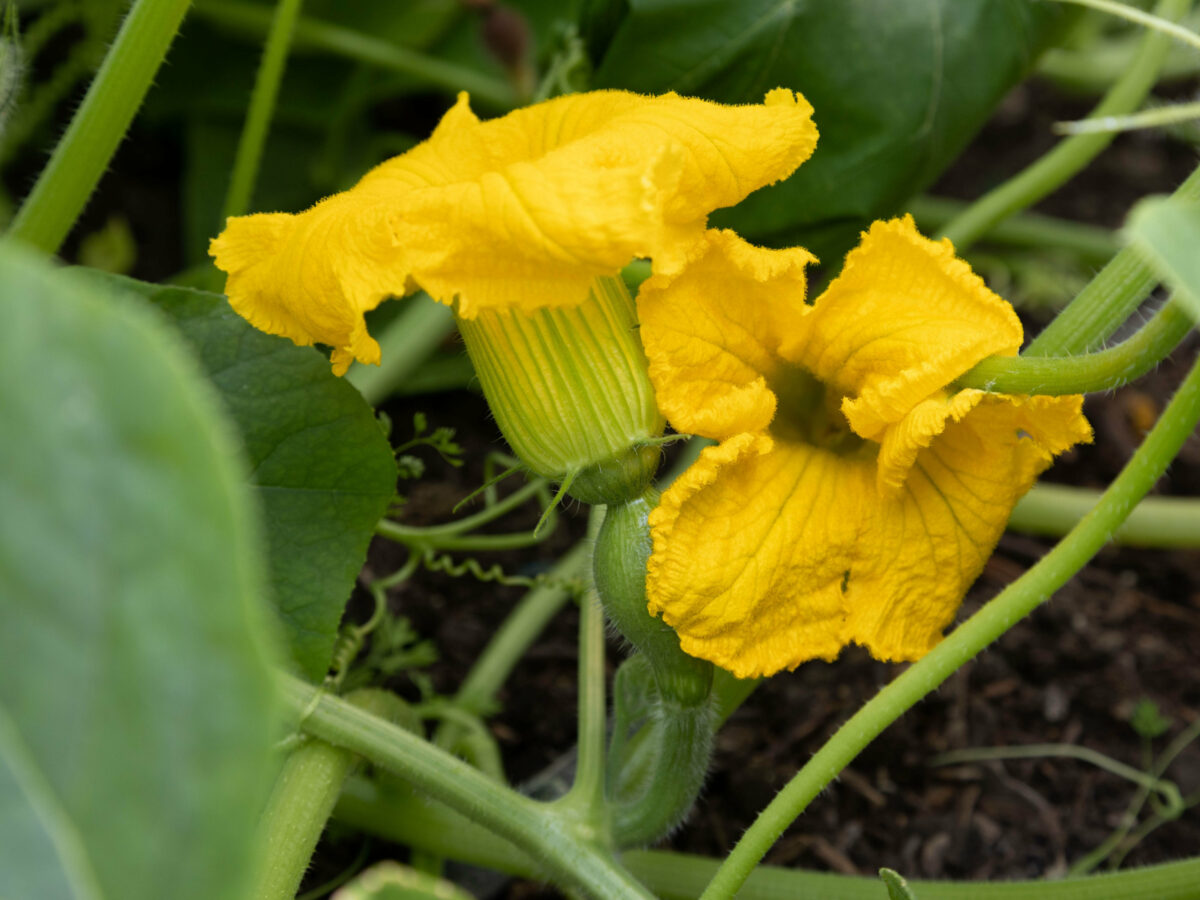 A squash flower